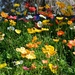 Spring colour! by gigiflower