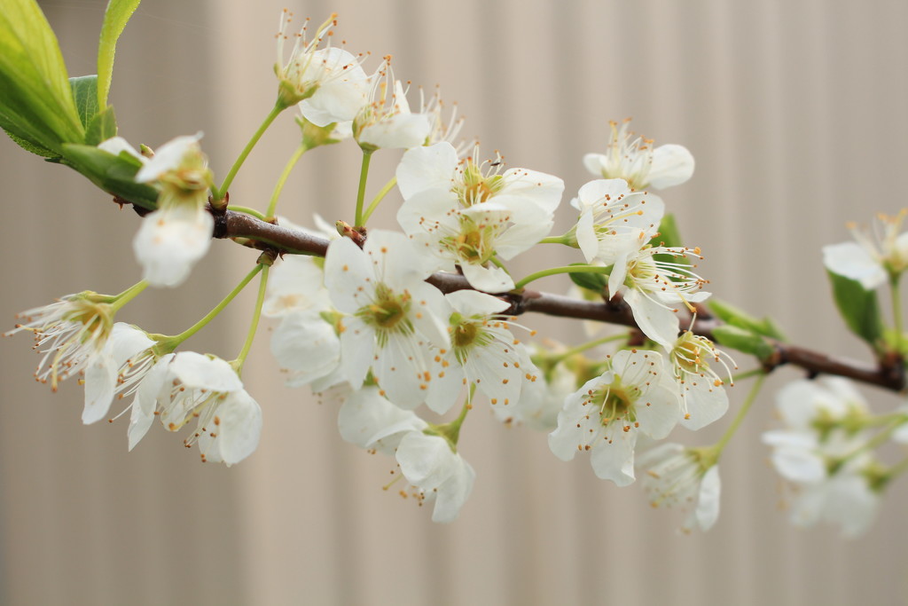 Pears in blossom by kiwinanna