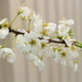 Pears in blossom by kiwinanna