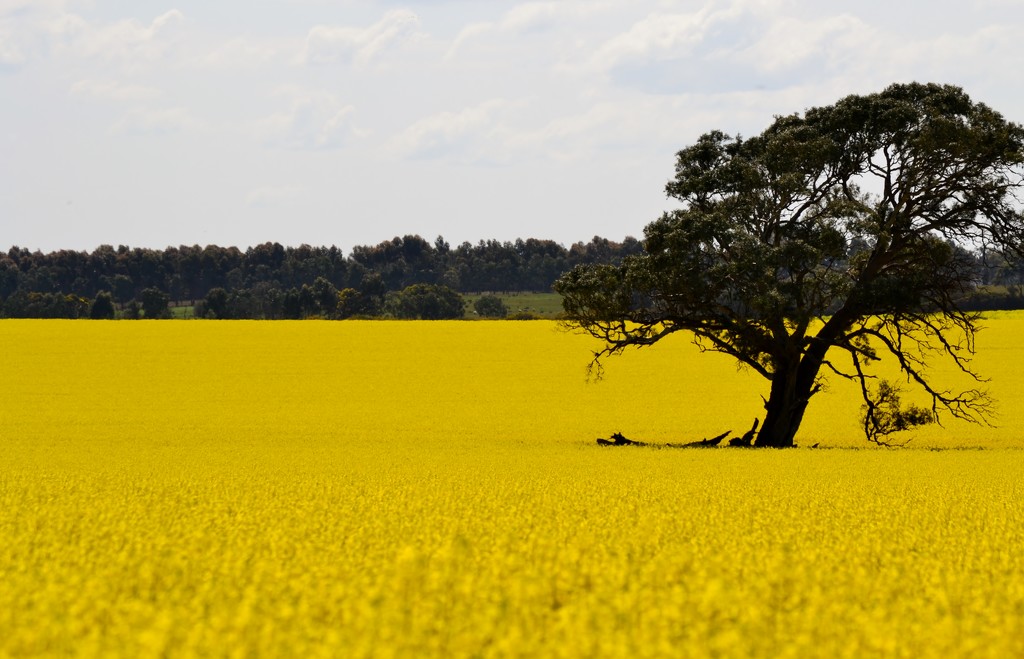 Canola for miles by dianeburns