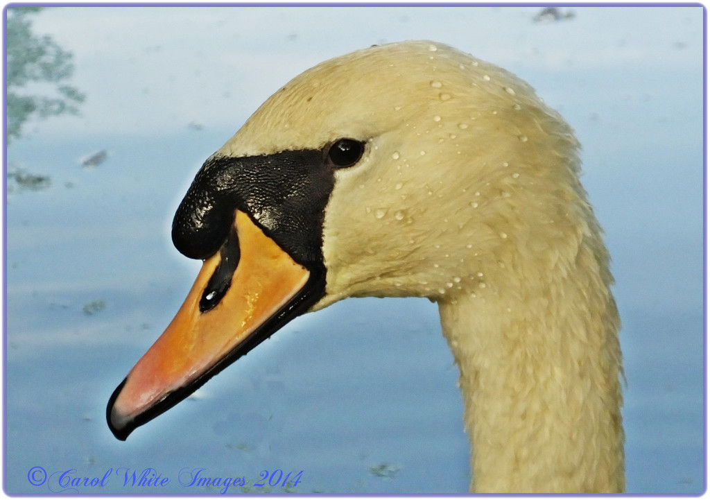 Swan In Profile by carolmw