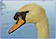 15th Sep 2014 - Swan In Profile
