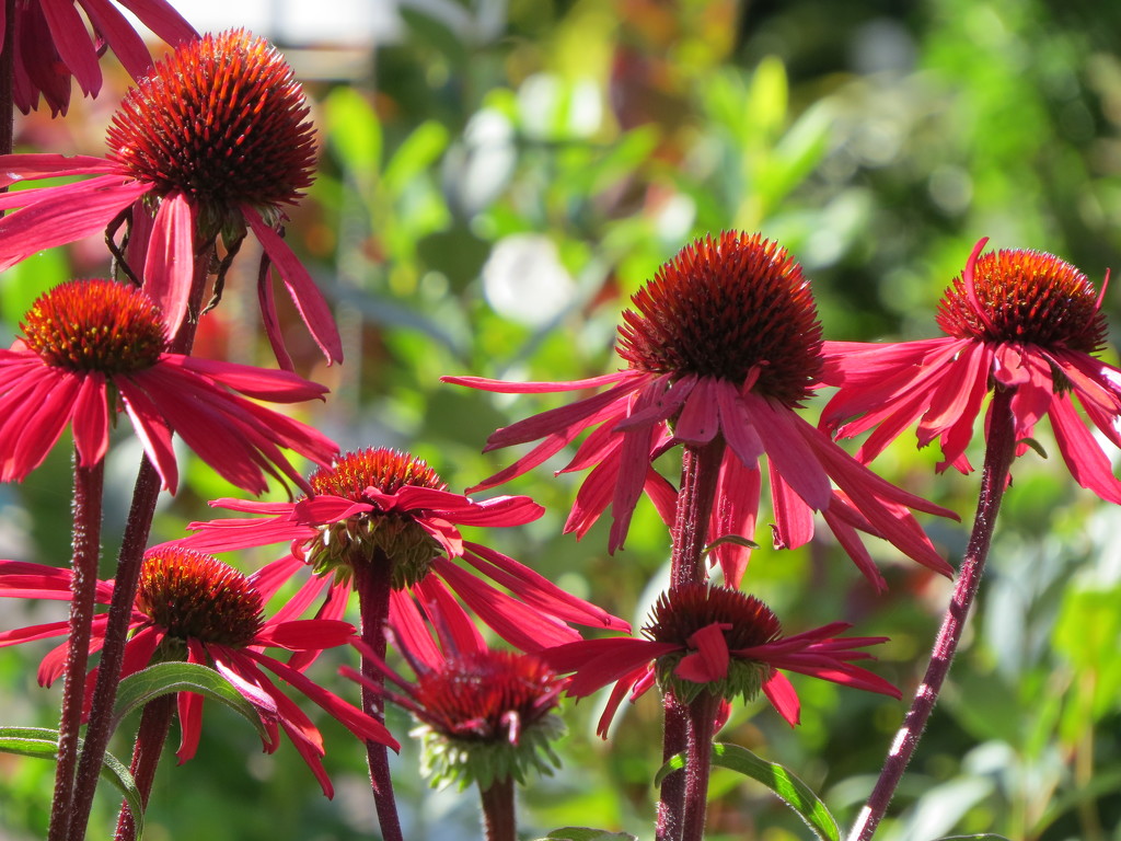 128  Coneflowers, continued by seattlite