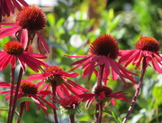 16th Sep 2014 - 128  Coneflowers, continued