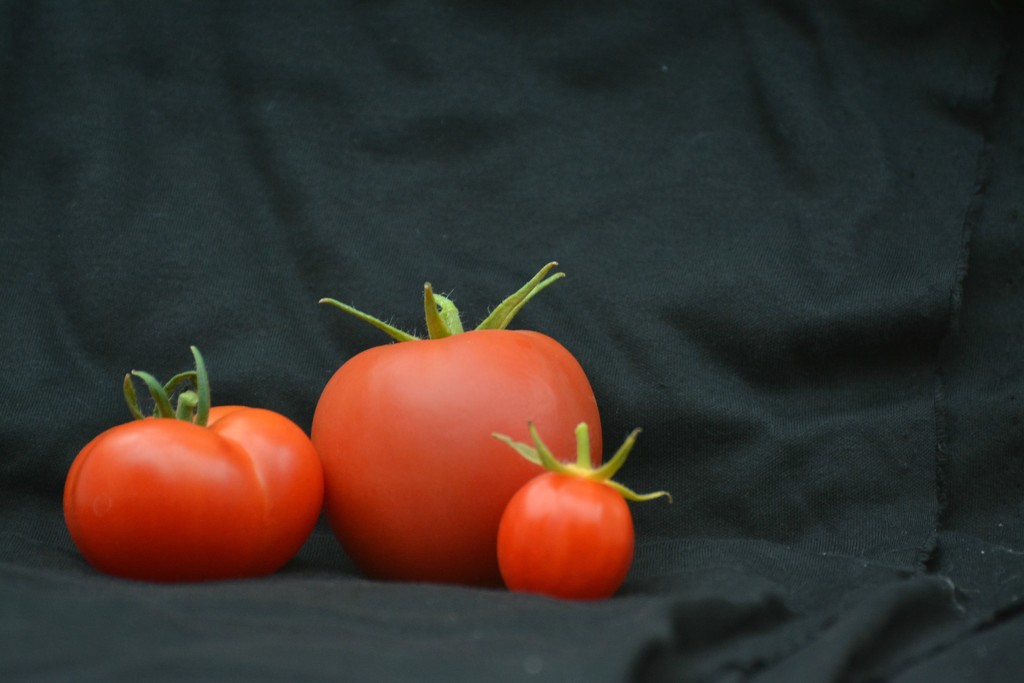 Mummy tomato, Daddy tomato and Baby tomato by rosiekind