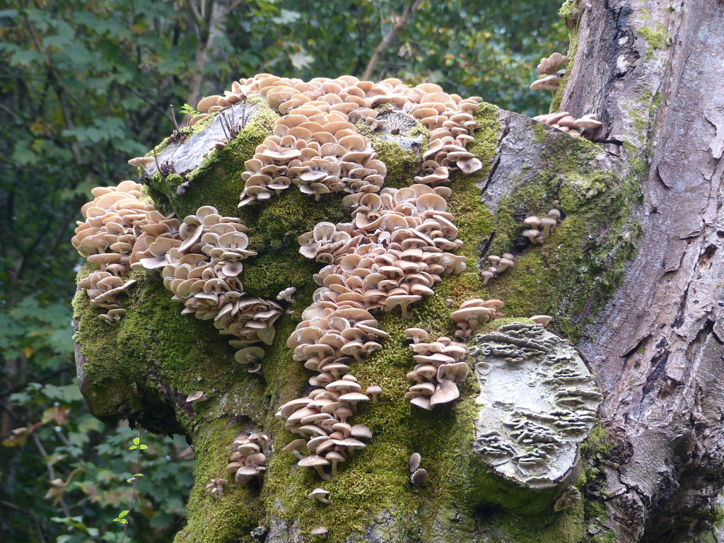  Fungus by susiemc