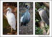 15th Sep 2014 - Birds-Triptych- Panel