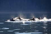 15th Sep 2014 - Dolphin Watching