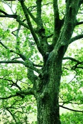 31st Aug 2014 - Tree of Green