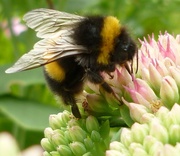 15th Sep 2014 - Busy bee