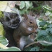 New squirrel in town. by bruni