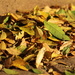 2014 09 15 Fallen Leaves by kwiksilver