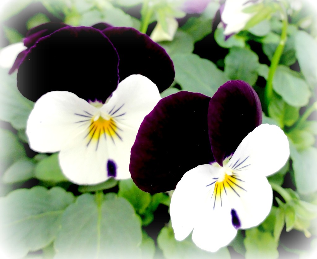  Violas  by beryl