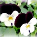  Violas  by beryl