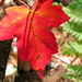 Maple Leaf  by radiogirl