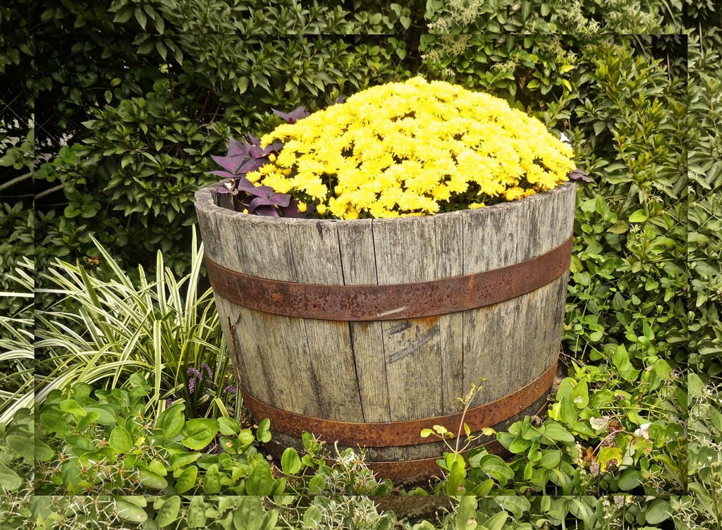 A Barrel of Gold by allie912