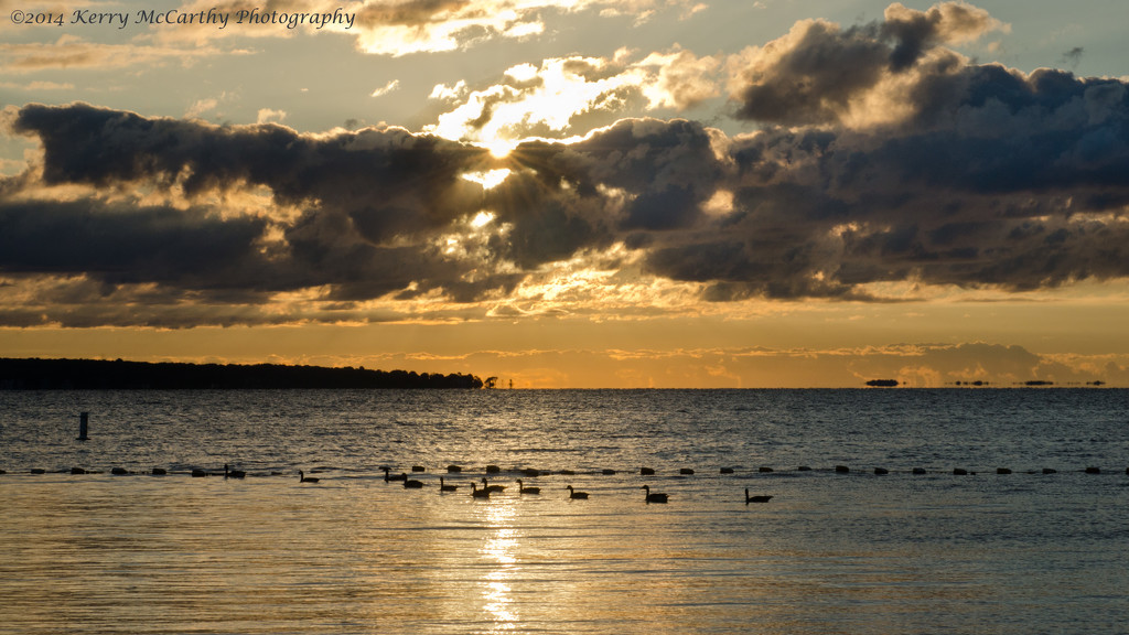 Geese in the morning by mccarth1