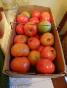 14th Sep 2014 - Tomatoes