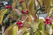 15th Sep 2014 - Dogwoods putting on their autumn jewels