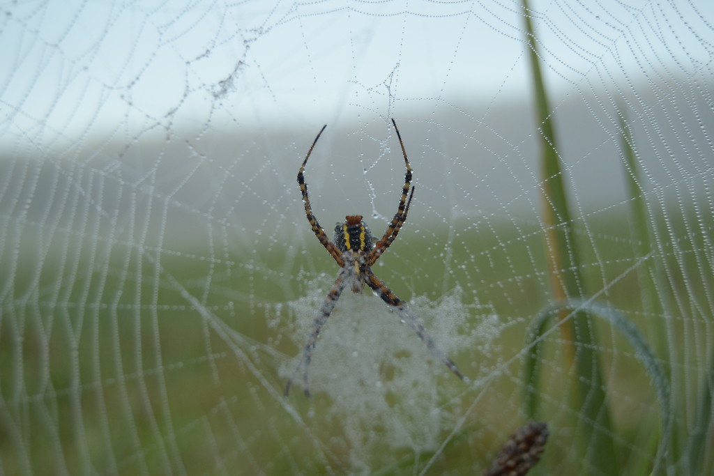 spider in the fog by francoise