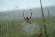 15th Sep 2014 - spider in the fog