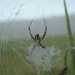 spider in the fog by francoise