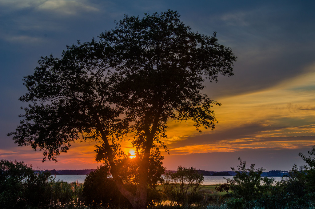 sunset through the tree by lesip