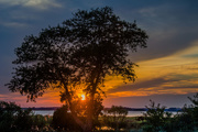 15th Sep 2014 - sunset through the tree