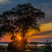 sunset through the tree by lesip