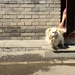 Dog Snatcher by yaorenliu