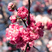 Popping candy blossoms  by nicolecampbell
