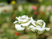 14th Sep 2014 - (Day 213) - White Roses & Polkadots