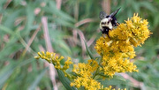 15th Sep 2014 - Goldenrod with Bee