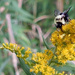 Goldenrod with Bee by rminer