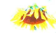 12th Sep 2014 - Sunflower #3