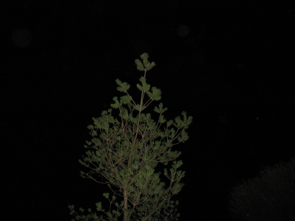 Night tree by clemm17