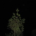 Night tree by clemm17