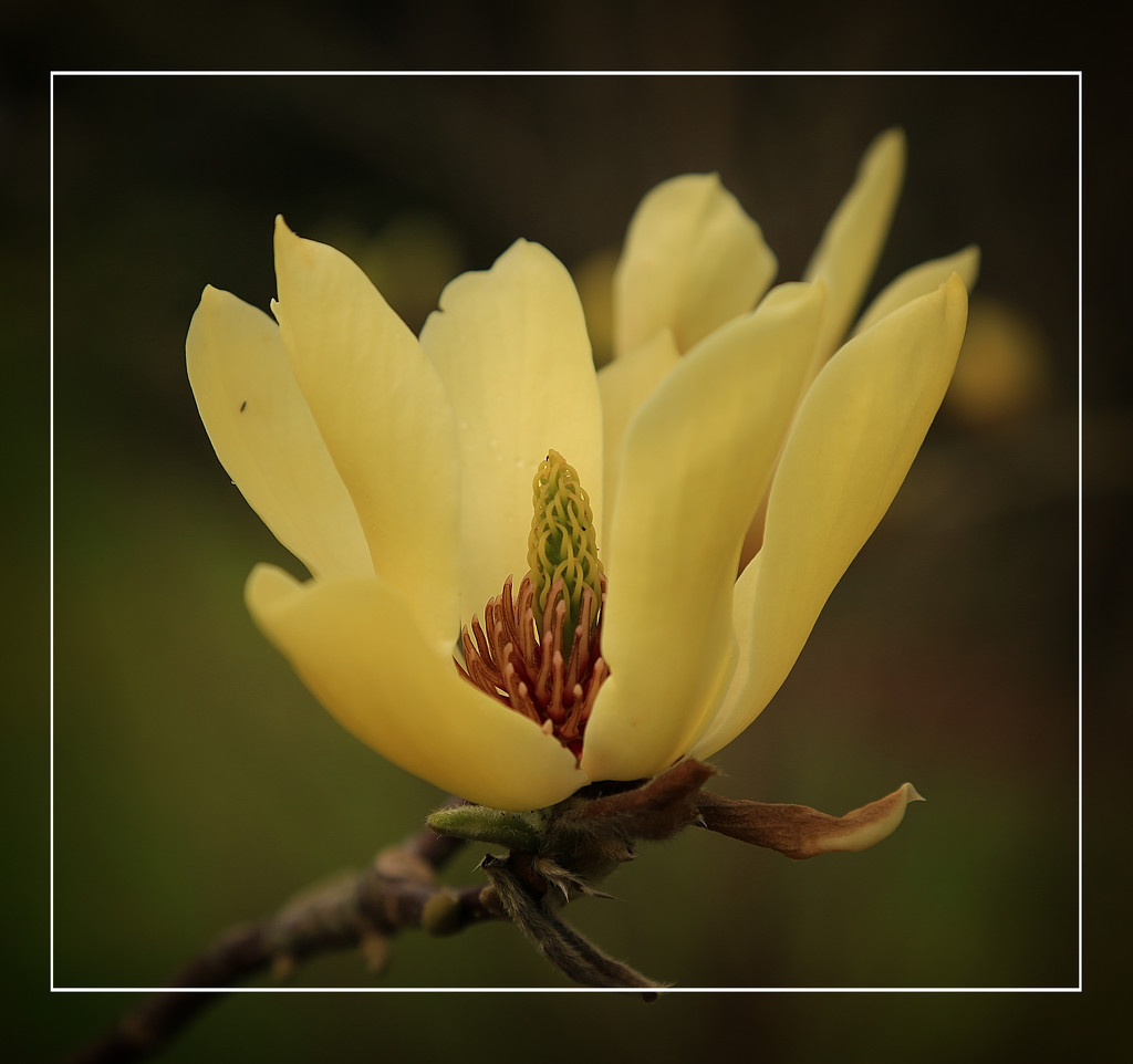 Yellow Magnolia by rustymonkey