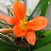 Orange flower by alia_801