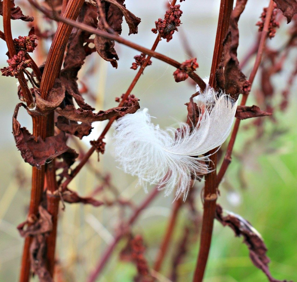 September word Feather.   Captured by wendyfrost