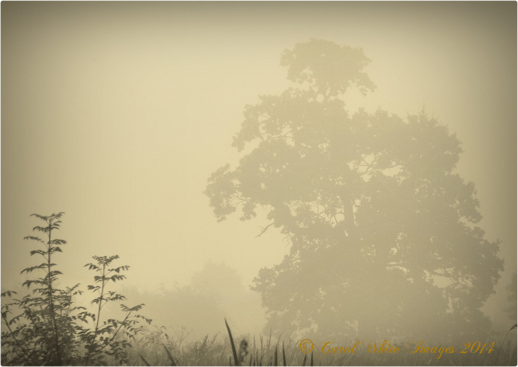 In The Fog by carolmw