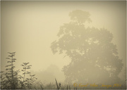 16th Sep 2014 - In The Fog