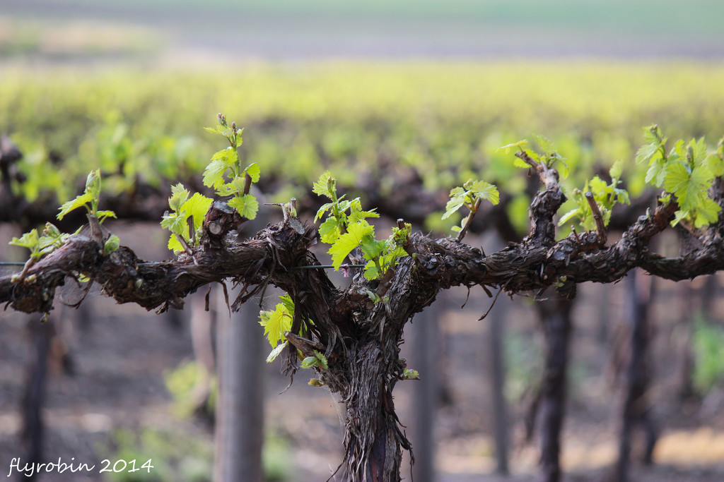 The beauty of vines in Spring by flyrobin