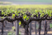 16th Sep 2014 - The beauty of vines in Spring