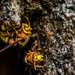 Hornet's Nest by tonygig