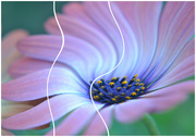 16th Sep 2014 - Pink Daisy swirl tryptych