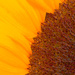 SunflowerHDR by philhendry