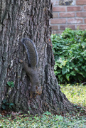 15th Sep 2014 - Squirrel
