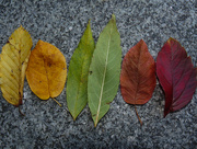 16th Sep 2014 - All the colours of fall