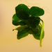 Four leaf clover on mirror by elisasaeter